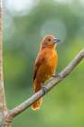 Caribbean-Trinidad-Asa Wright Nature Center Female white-lined tanager bird on limb Art Print